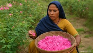 Rose Sourcing
