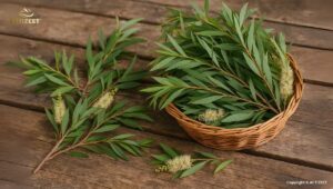 Cajeput Sourcing