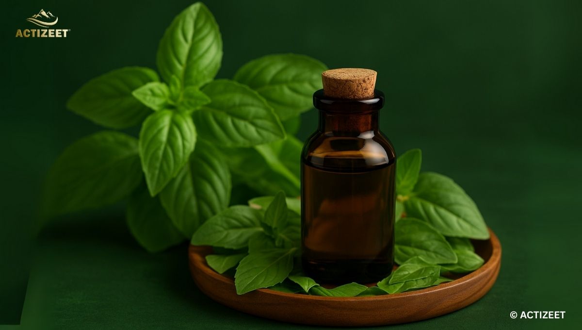 How to Use Basil Oil: A Complete Guide for Health, Skin & Wellness 2 How to use Basil Oil